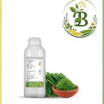روغن مورینگا